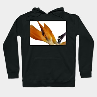 Bird of Paradise Macro Hoodie